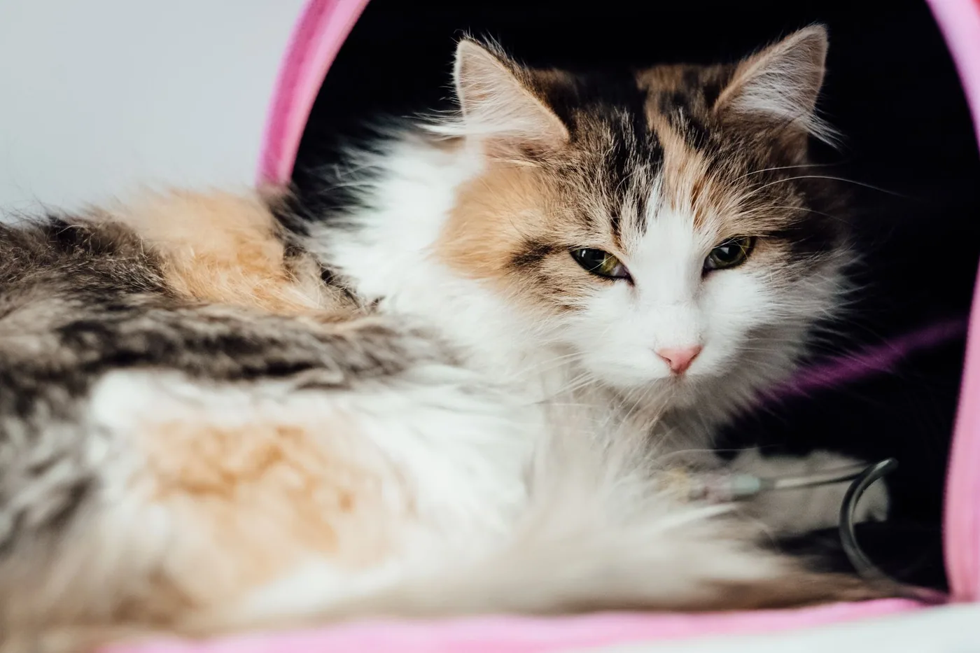 Mourovatá kočka dostává infuzi ve veterinární klinice