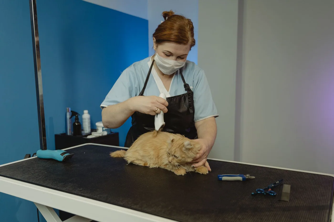 Groomér stříhá srst mourovaté kočky na stole