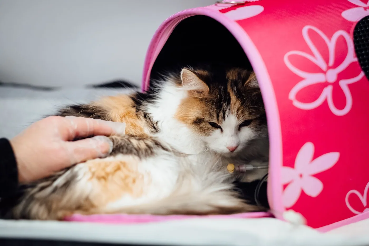 Chlupatá kočka v růžovém stanu dostává veterinární péči