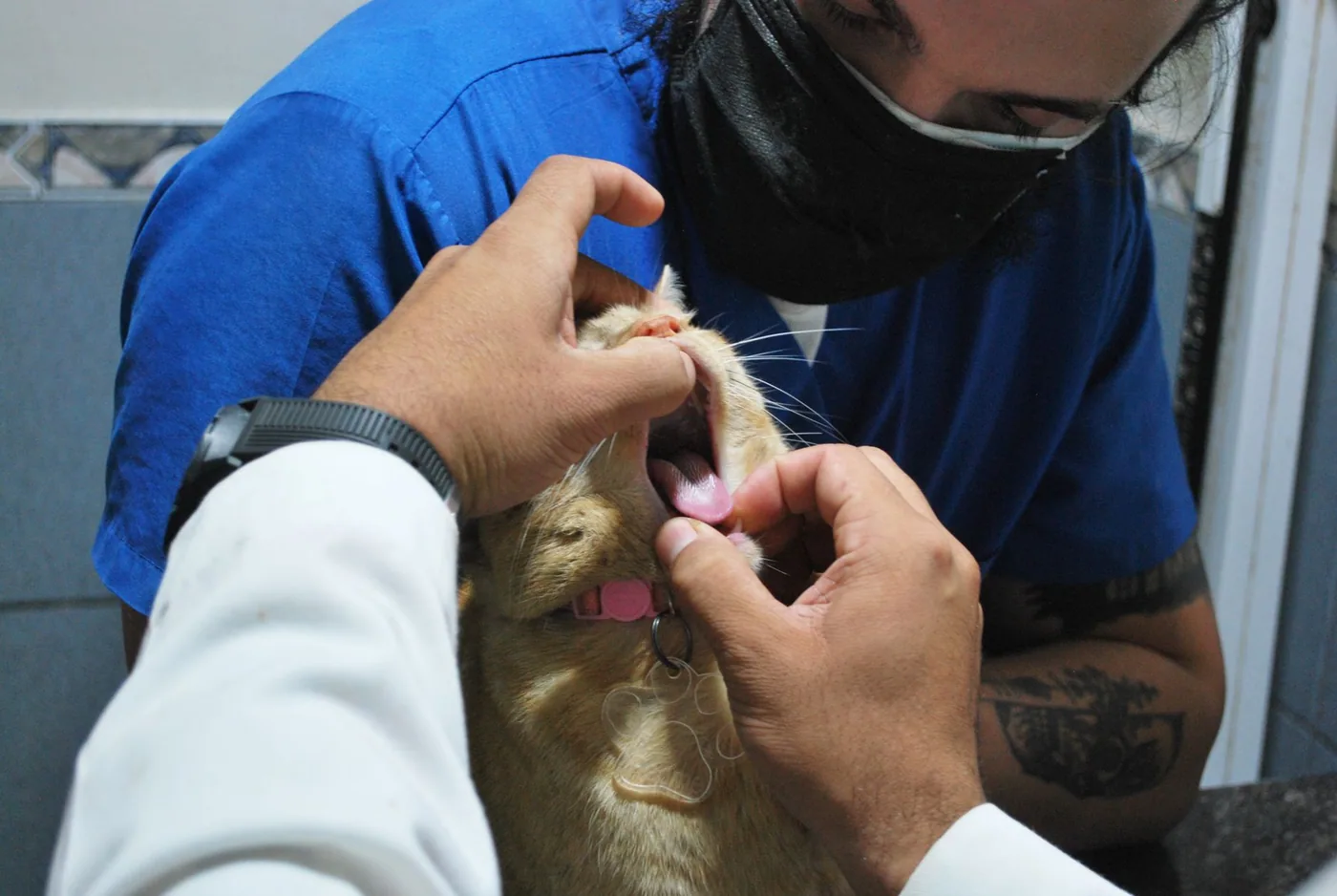 Veterinář kontroluje kočce zuby při prohlídce