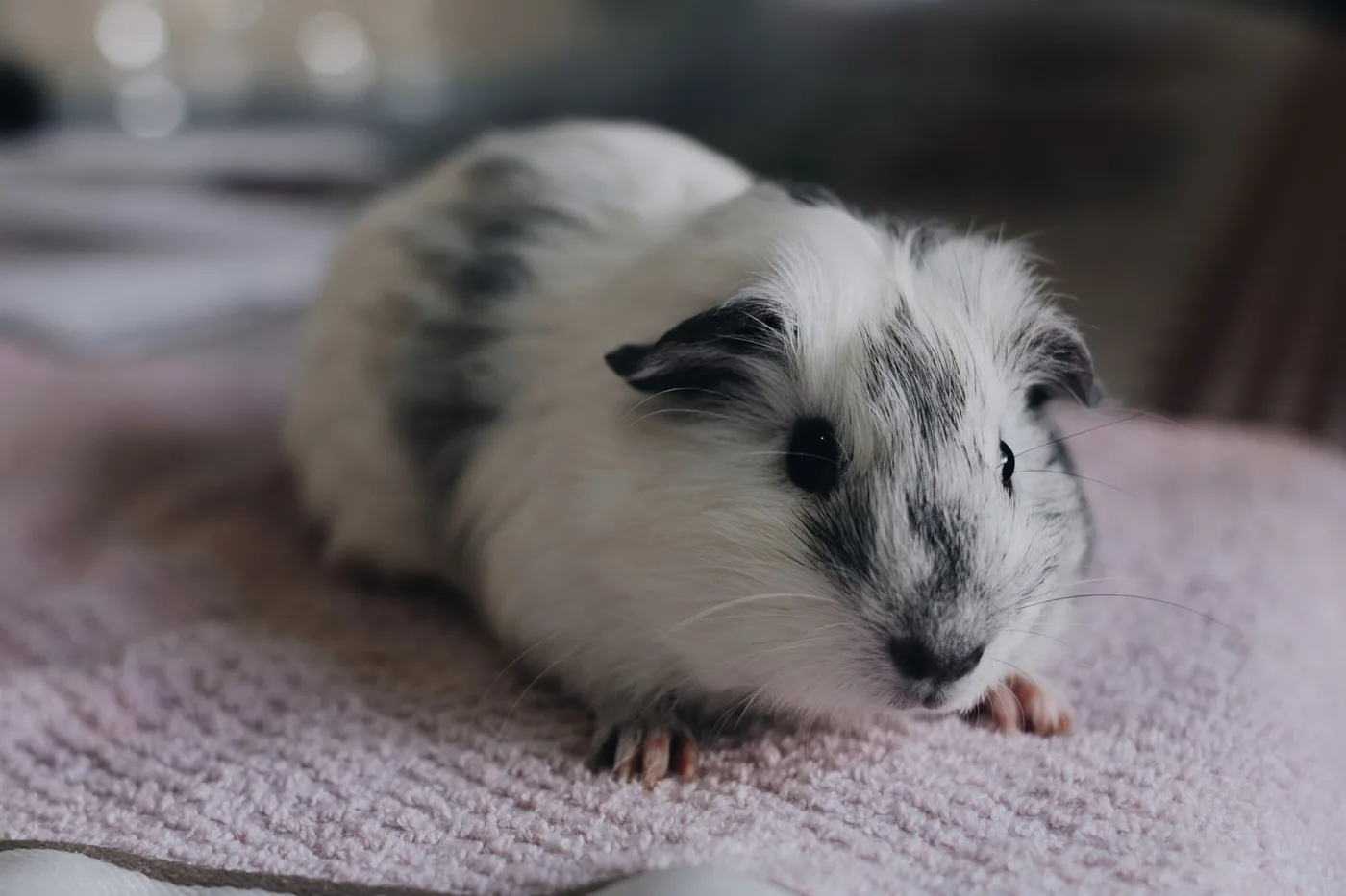 Morče odpočívá na růžovém ručníku
