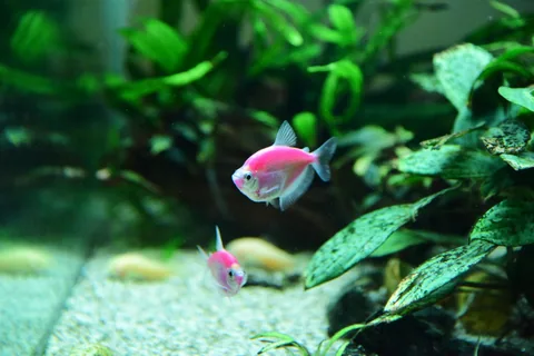 Růžová rybka plave mezi vodními rostlinami