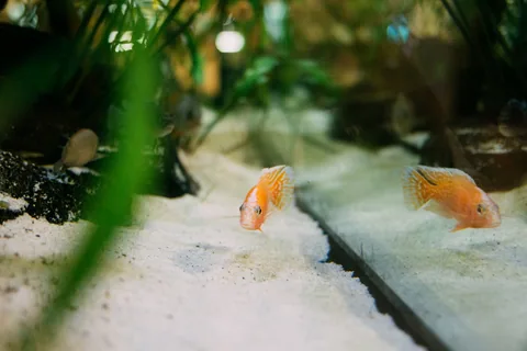 Cichlida plave v akváriu s pískovým dnem