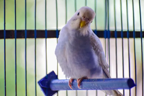 Bílá andulka sedí na bidýlku v kleci