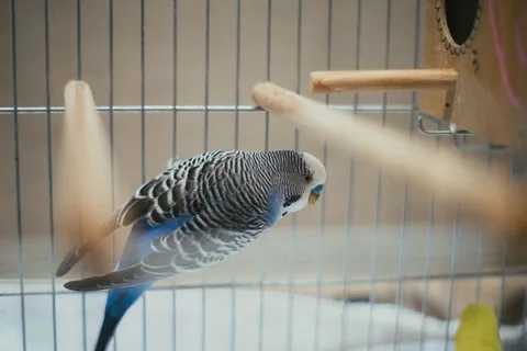 Barevná andulka sedí v ptačí budce