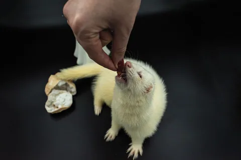 Bílá fretka krmená z ruky na černém pozadí