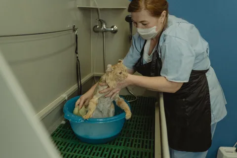 Veterinář koupe kočku v ordinaci