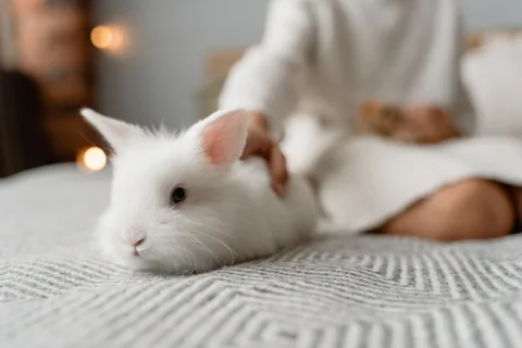 Bílý králík odpočívá na posteli vedle člověka