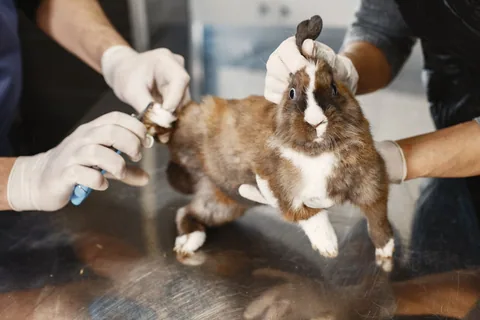 Veterinář stříhá králíkovi drápky při prohlídce