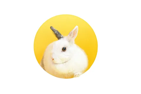 Bílý králík na žlutém kruhovém pozadí