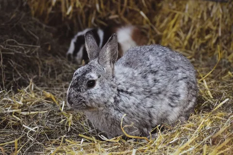 Šedý králík sedí na seně na farmě