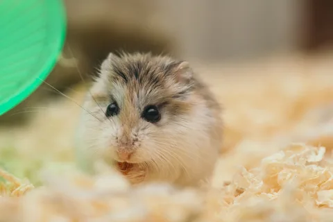 Křeček sedí v kleci na pilinách a okusuje krmivo