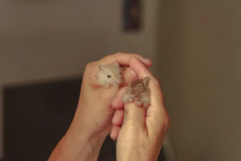 Ruce drží mláďata křečků doma