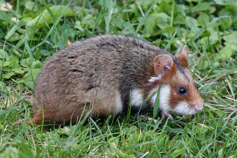 Evropský křeček na zelené trávě