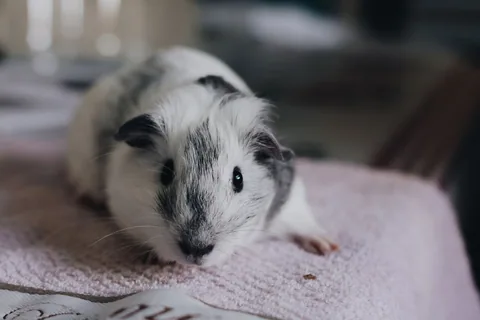 Morče odpočívá na měkkém ručníku
