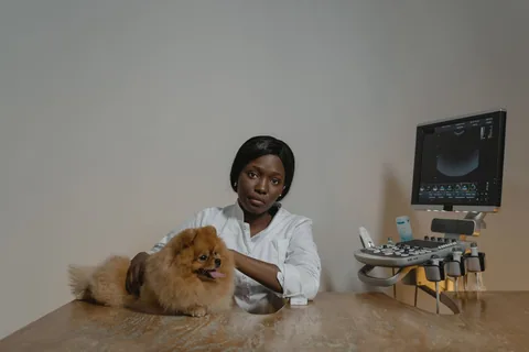 Veterinář vyšetřuje pomeranian špice u ultrazvuku