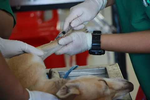 Veterinář podává psovi injekci v ordinaci