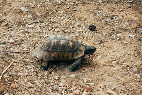 Pouštní želva se pohybuje po skalnatém terénu