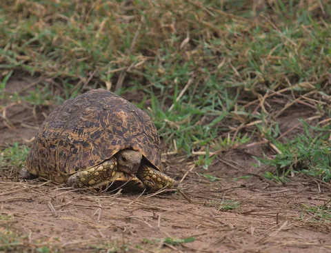 Želva pardálí na travnaté pláni v Keni