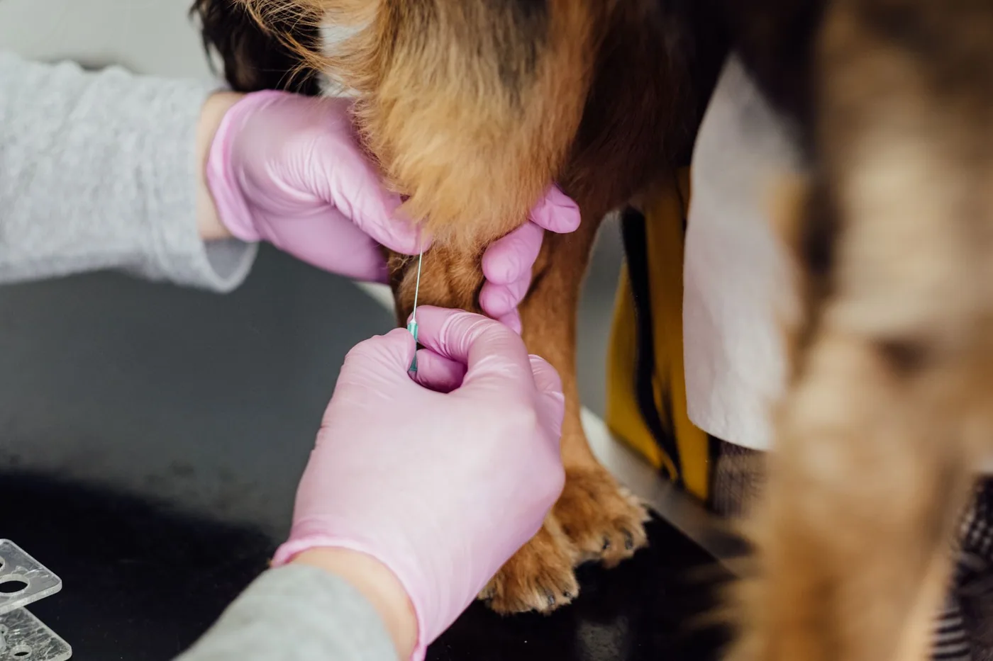 Veterinář aplikuje psovi injekci do nohy