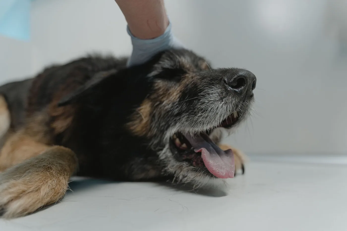 Německý ovčák leží na vyšetřovacím stole u veterináře